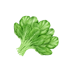 Desert Spinach