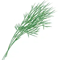 Dill