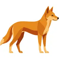 Dingo