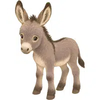 Donkey