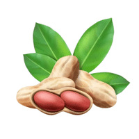 Earthnut