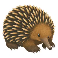 Echidna