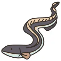 Eel