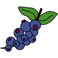 Elderberry