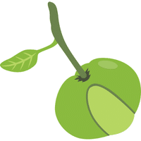 Elephant Apple