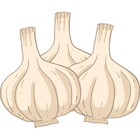 Elephant Garlic