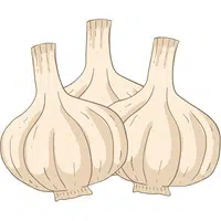 Elephant Garlic