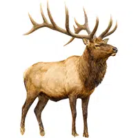 Elk