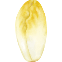 Endive