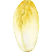 Endive