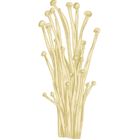 Enoki Mushroom