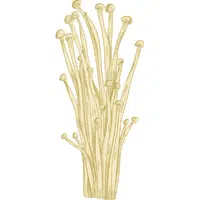 Enoki Mushroom