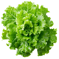 Escarole