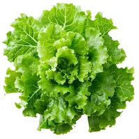 Escarole