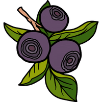 Evergreen Huckleberry