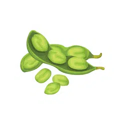 Fava Bean | Temperate Vegetables Names in English
