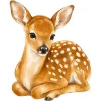 Fawn