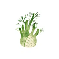 Fennel | Temperate Vegetables Names in English