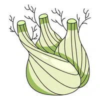Fennel