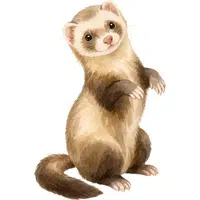 Ferret