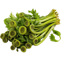 Fiddlehead Fern
