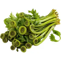 Fiddlehead Fern