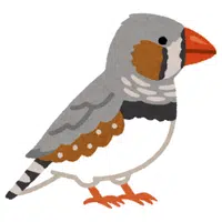 Finch