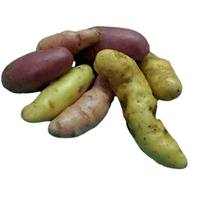 Fingerling Potato