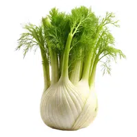 Florence Fennel