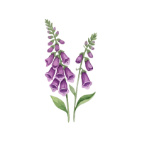 Foxglove