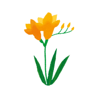 Freesia