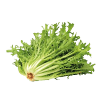Frisée