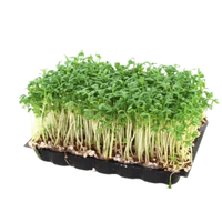 Garden Cress