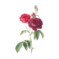 Garden Rose