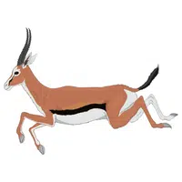 Gazelle