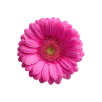 Gerbera