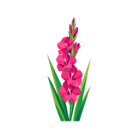 Gladiolus
