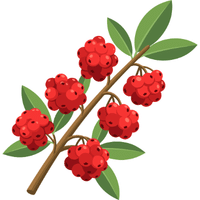 Goldenberry