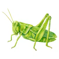 Grasshopper