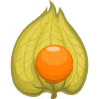Ground Cherry