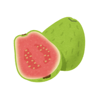 Guava | Sugar Free Fruits Names