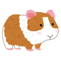 Guinea Pig
