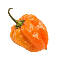 Habanero Pepper