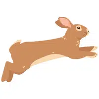 Hare