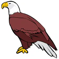 Hawk