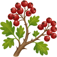 Hawthorn Berry