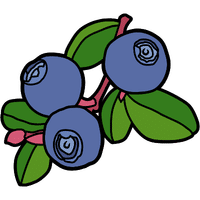 Huckleberry