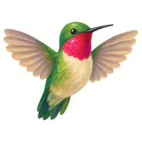 Hummingbird