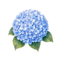 Hydrangea