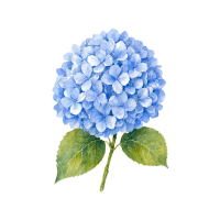 Hydrangea